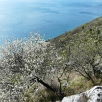 Az Év Fafaja 2019-ben a sajmeggy Az Év Fafaja 2019-ben a sajmeggy